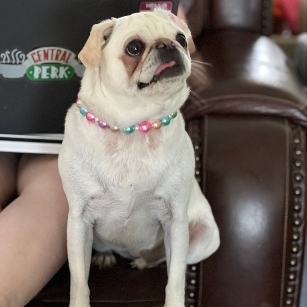 Springtime Elegance Pearl Dog Collar