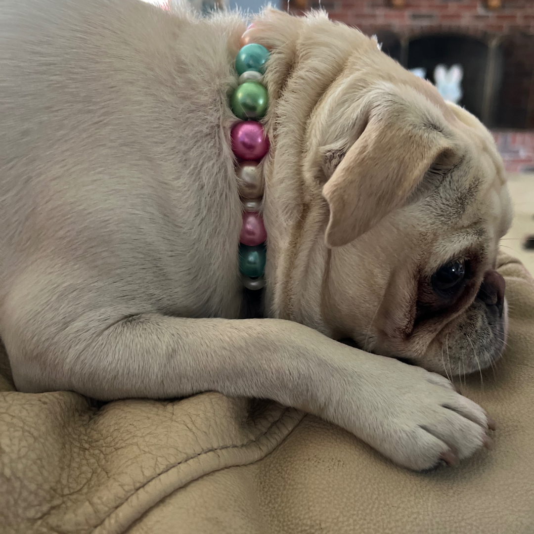 Springtime Elegance Pearl Dog Collar